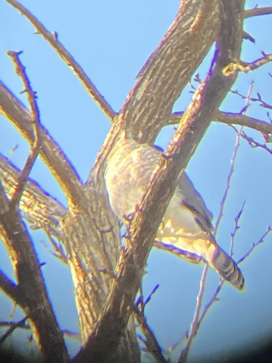 Cooper's Hawk - Avremi Toron