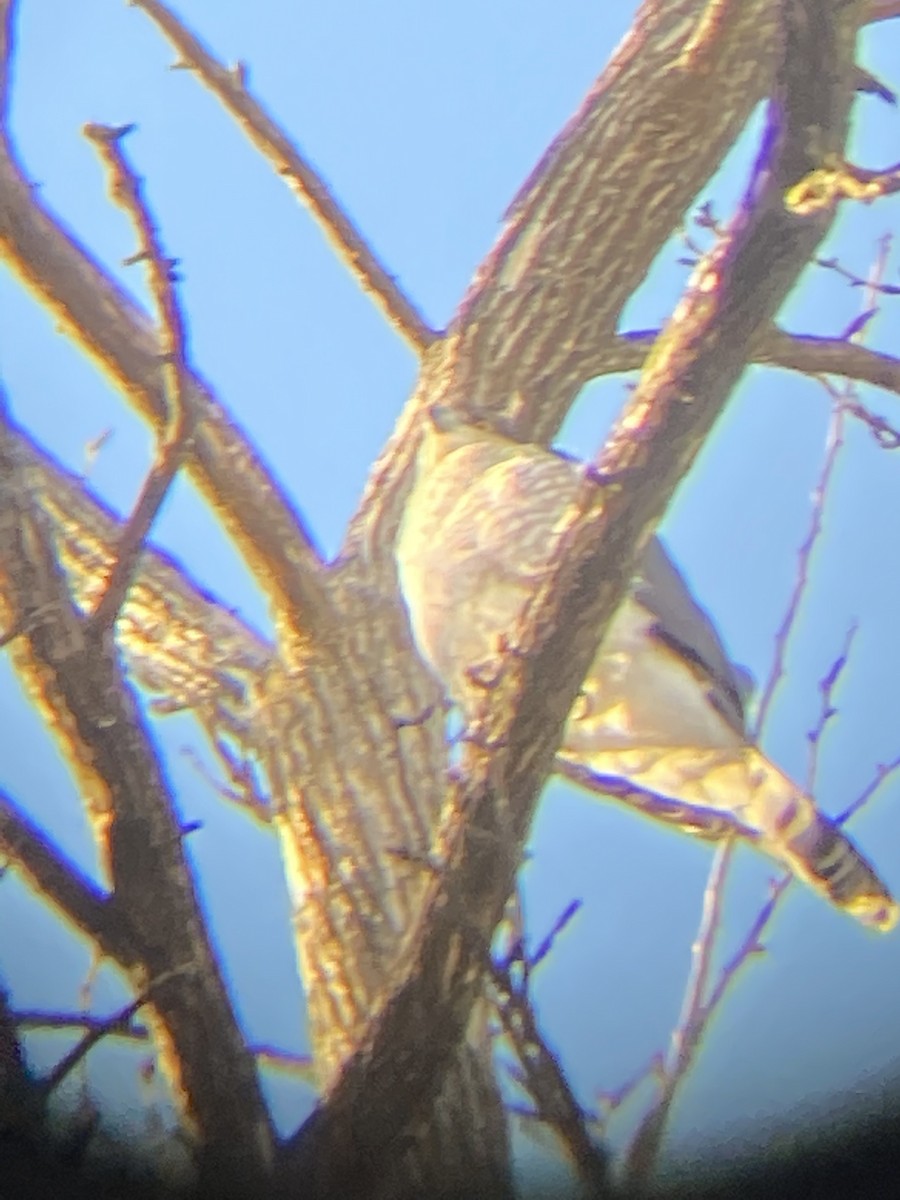 Cooper's Hawk - ML533843681