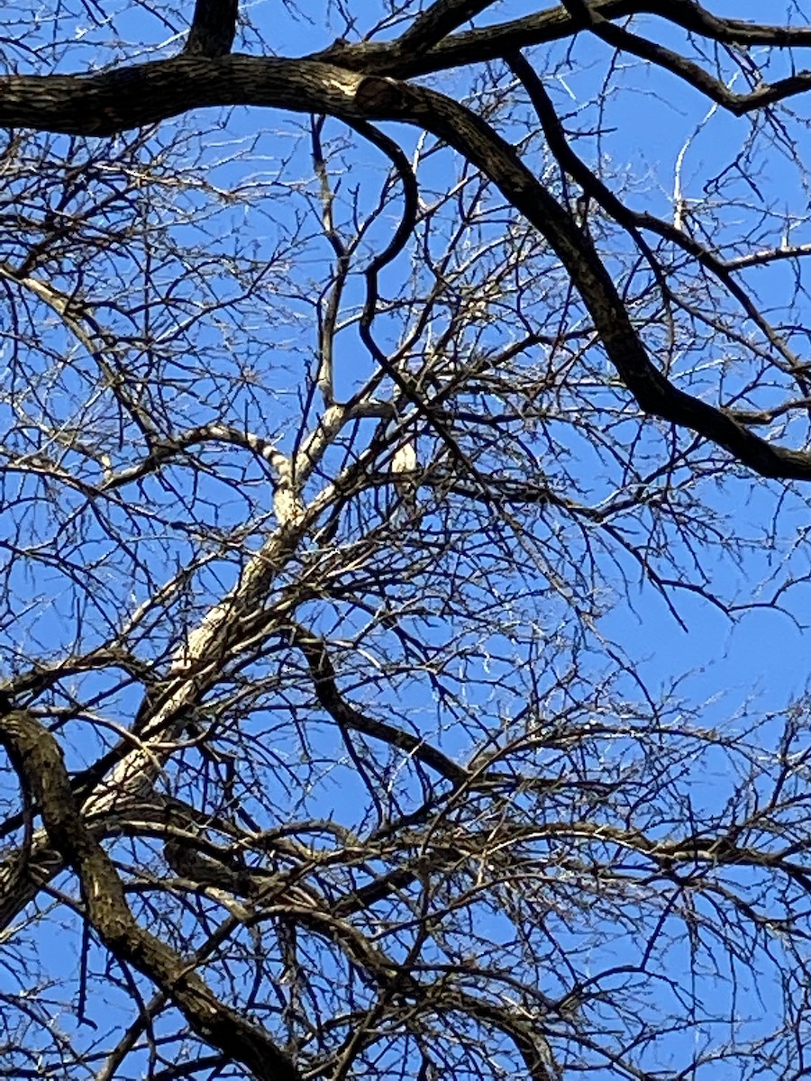 Cooper's Hawk - ML533843691