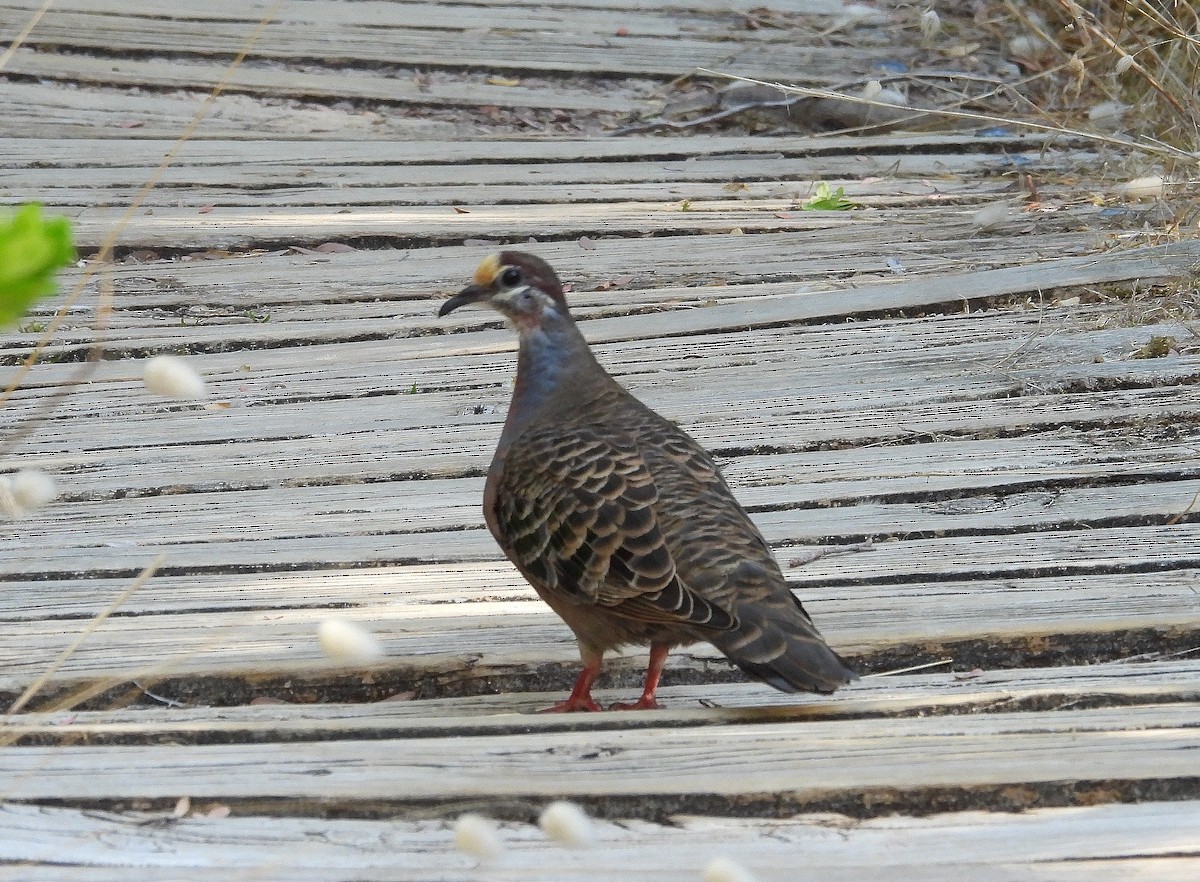 Common Bronzewing - ML533843751