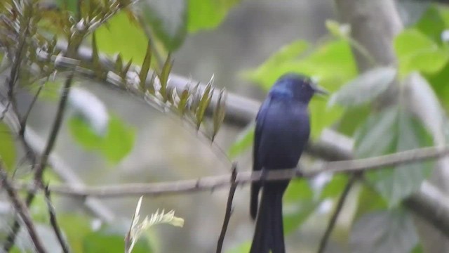 drongo kouřový - ML533843881