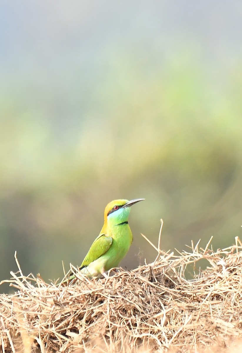 Asian Green Bee-eater - ML533843961