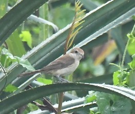 Brown Shrike - ML533843991