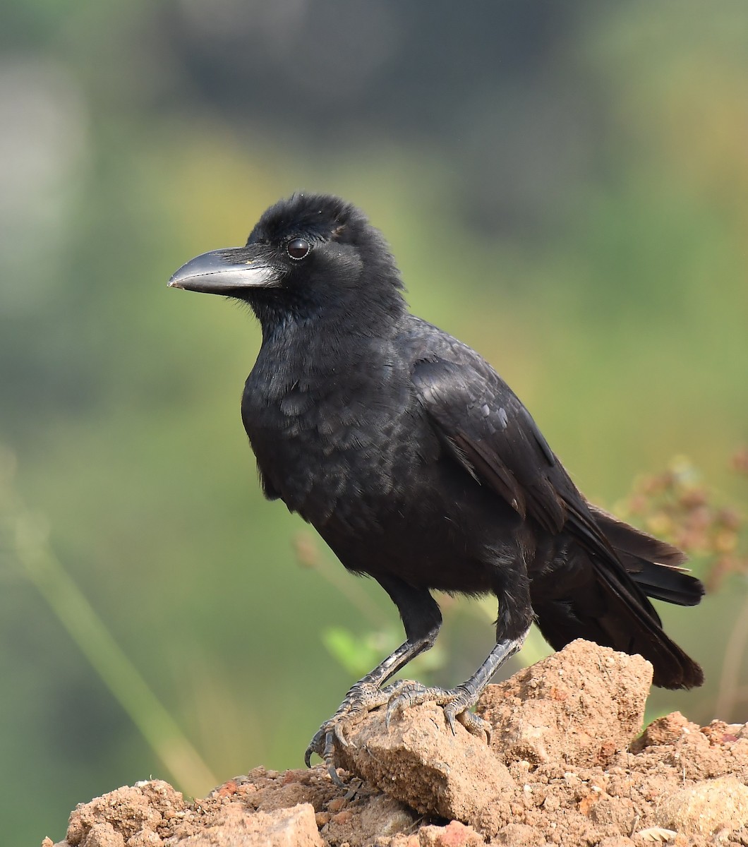 Large-billed Crow - ML533844001