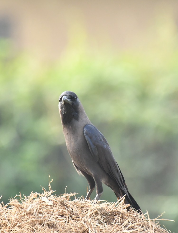 House Crow - ML533844011