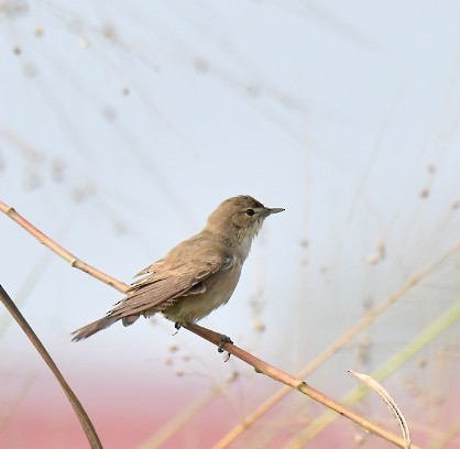 Booted Warbler - ML533844051