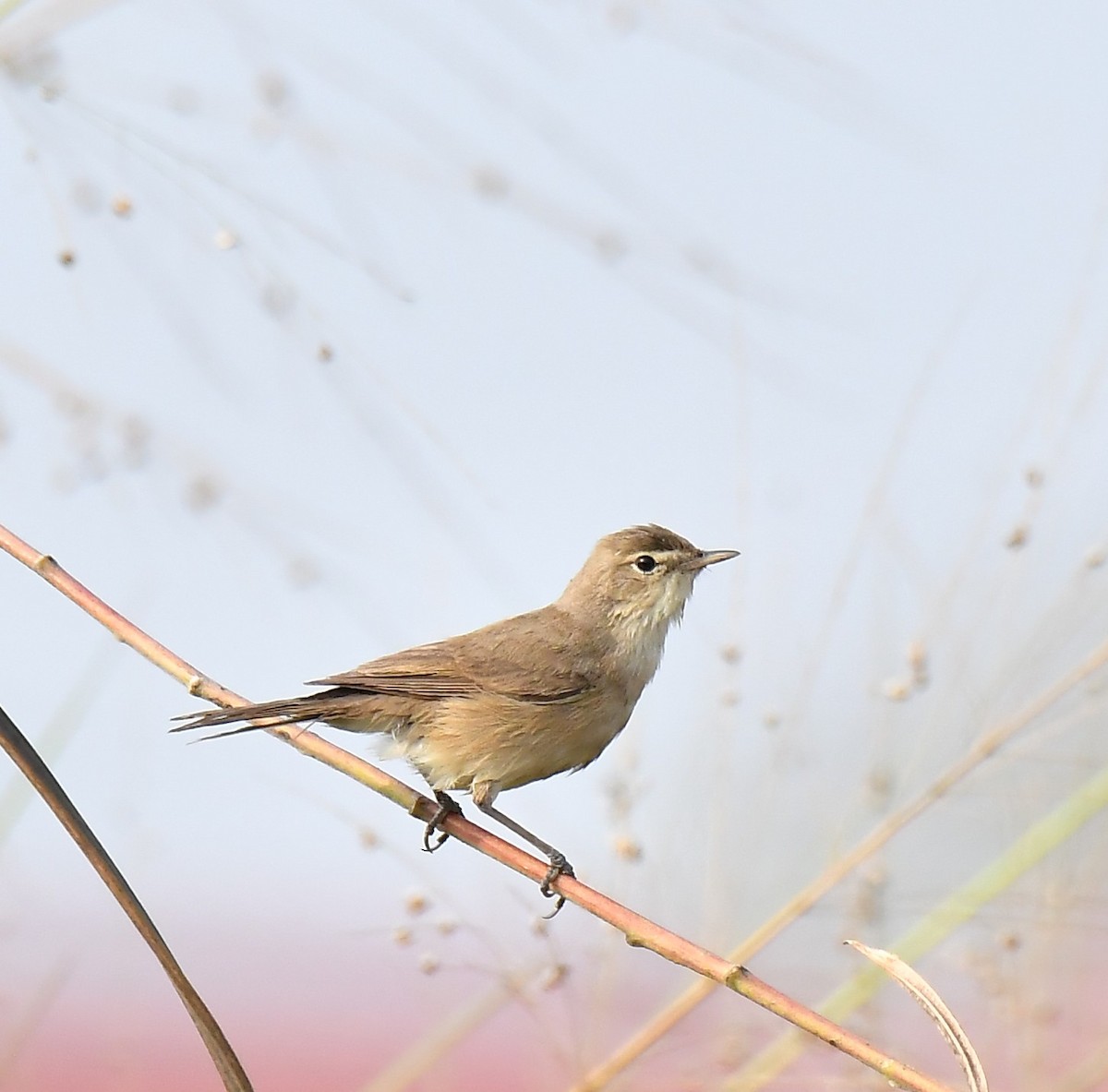 Booted Warbler - ML533844071