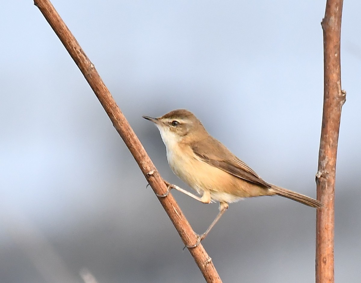 Paddyfield Warbler - ML533844081