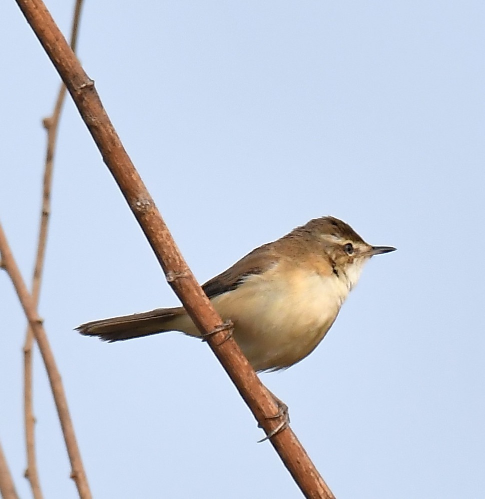 Paddyfield Warbler - ML533844111