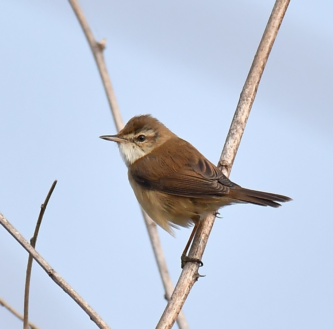 Paddyfield Warbler - ML533844141