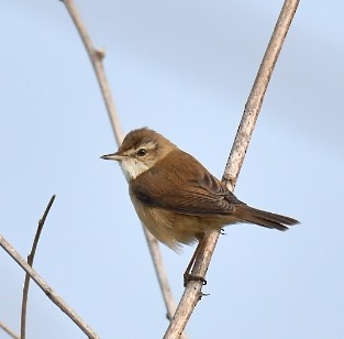 Paddyfield Warbler - ML533844161