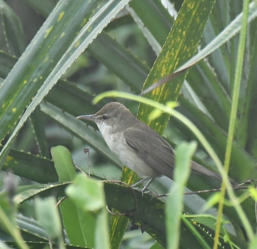 Clamorous Reed Warbler - ML533844201