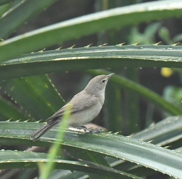 Passeriformes sp. (fauvette de l'ancien monde sp.) - ML533844211