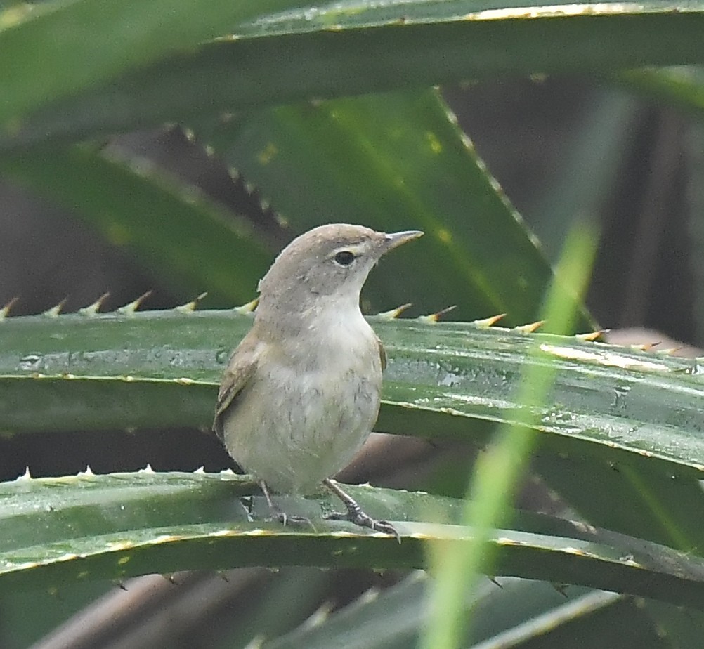 old world warbler sp. - ML533844251