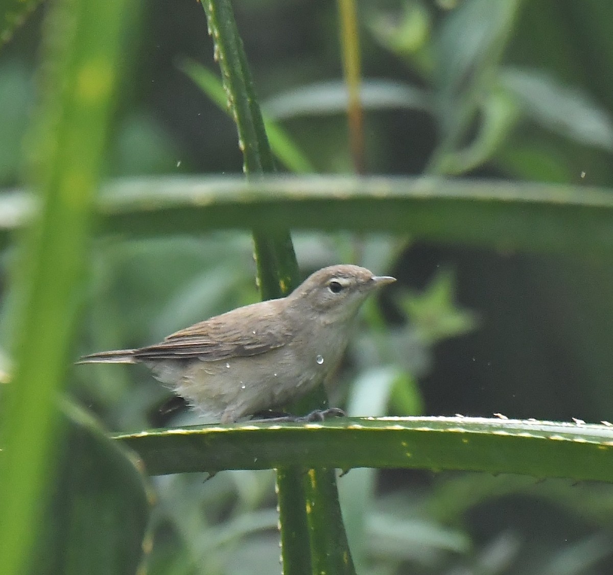 old world warbler sp. - ML533844311