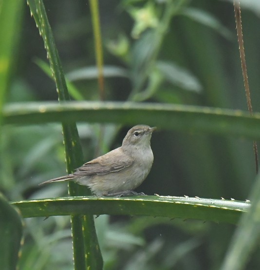 Passeriformes sp. (fauvette de l'ancien monde sp.) - ML533844341