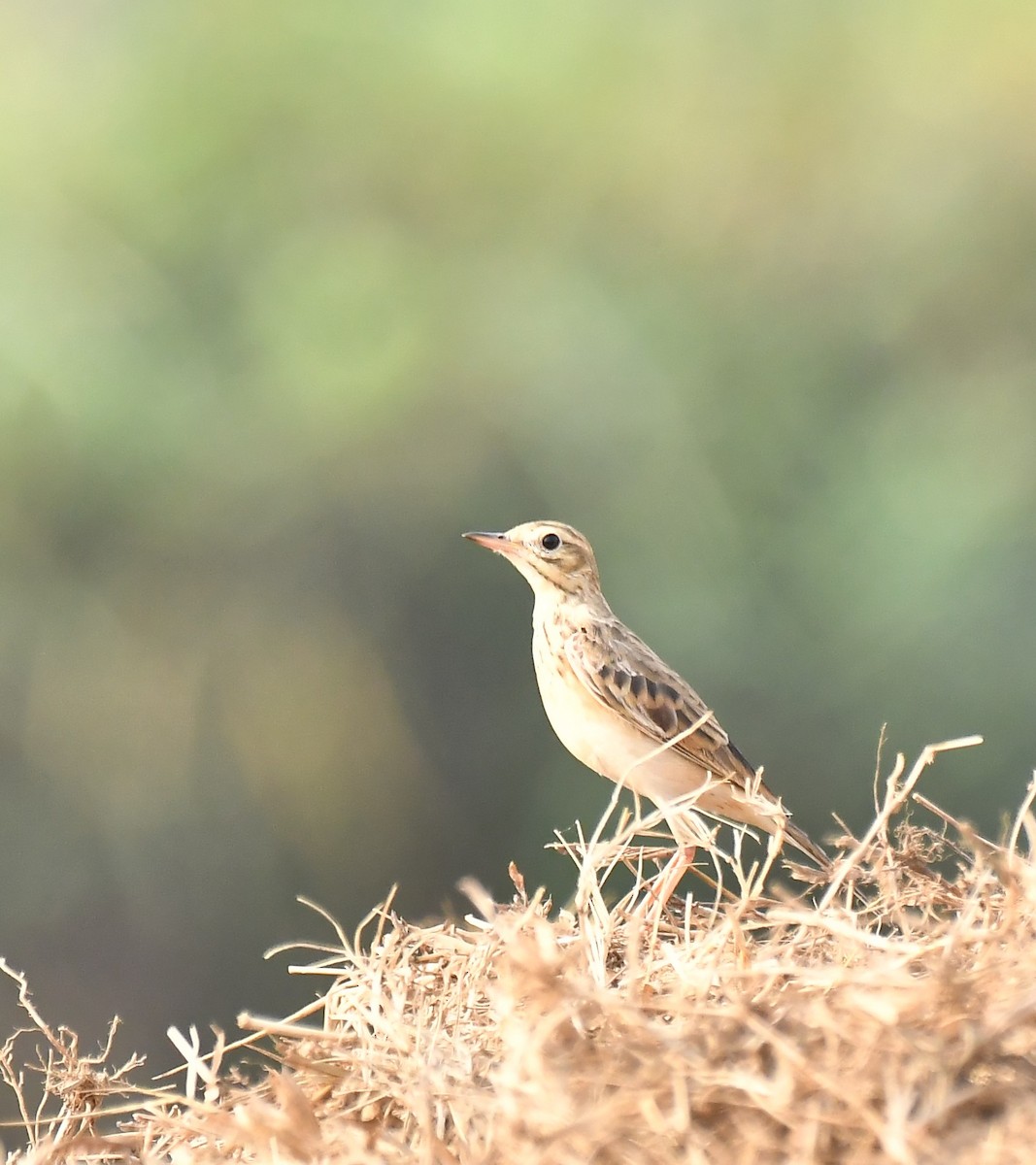 Paddyfield Pipit - ML533844411