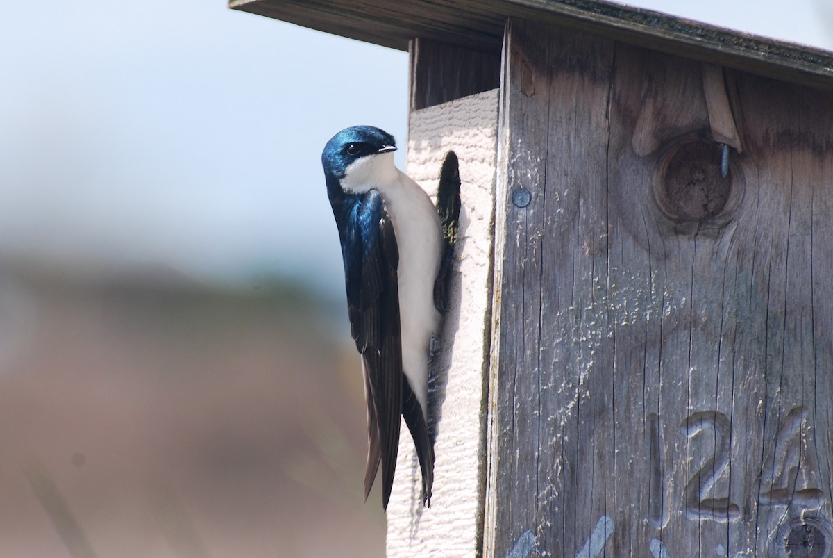 Tree Swallow - ML53384451