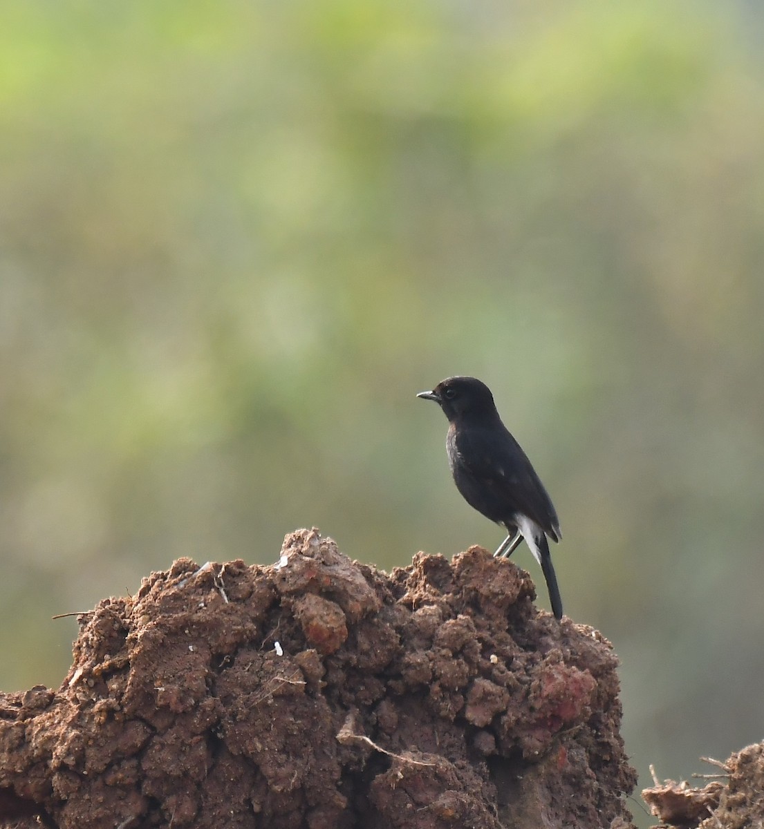 Pied Bushchat - ML533844671