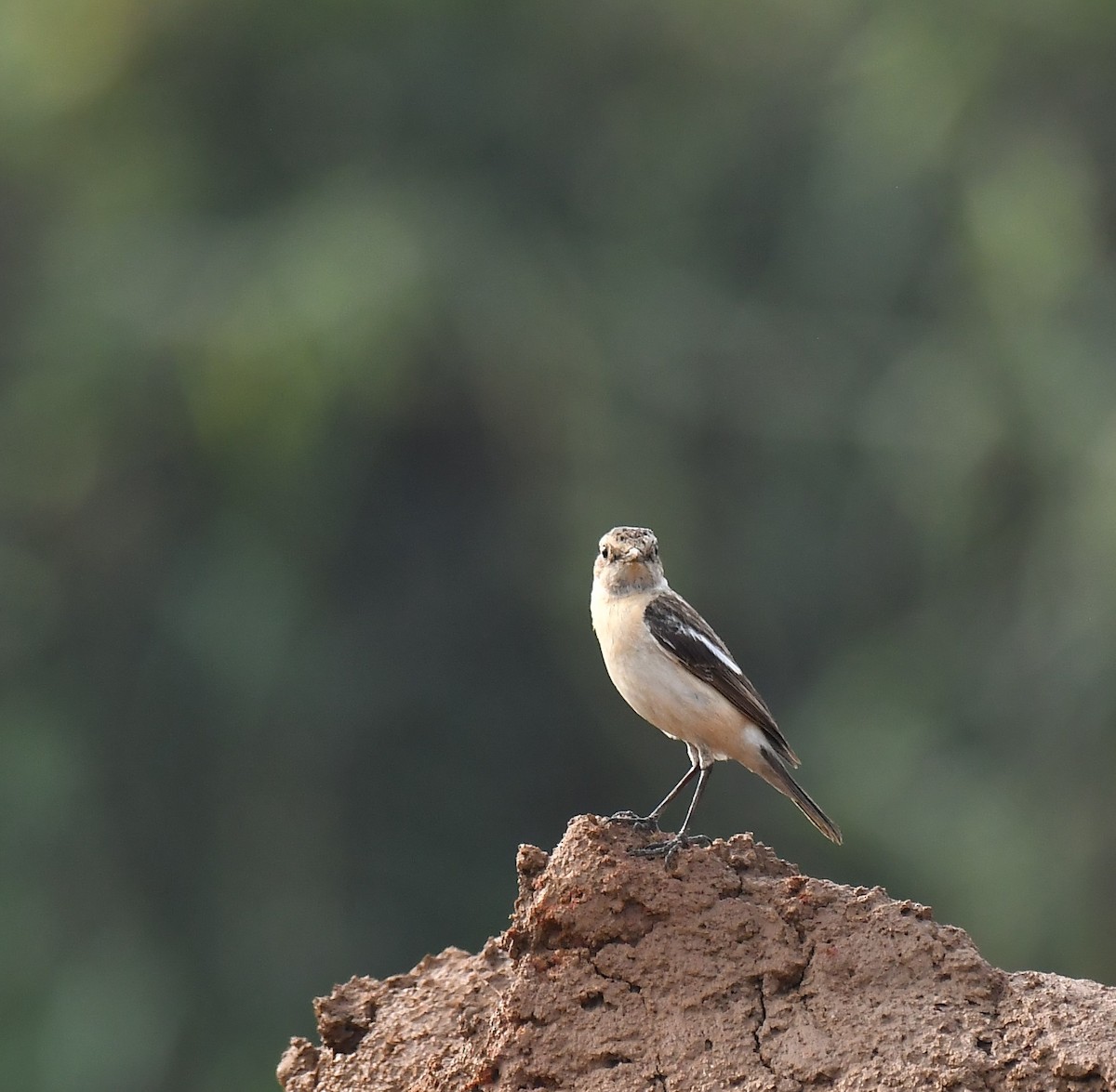 Siberian Stonechat - ML533844701