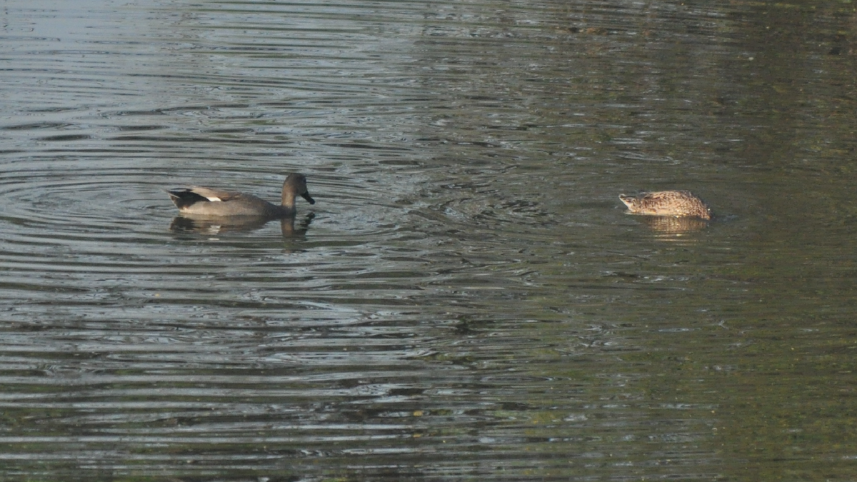 Gadwall - ML533844761