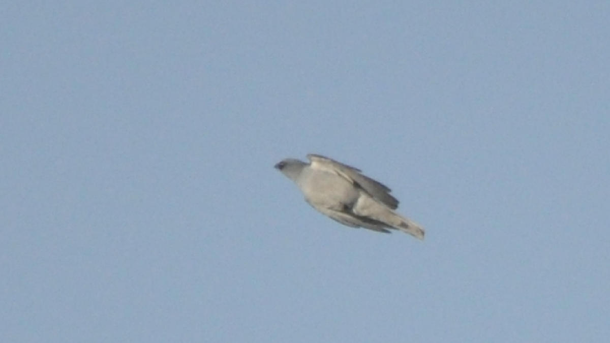 Large Cuckooshrike - ML533845011