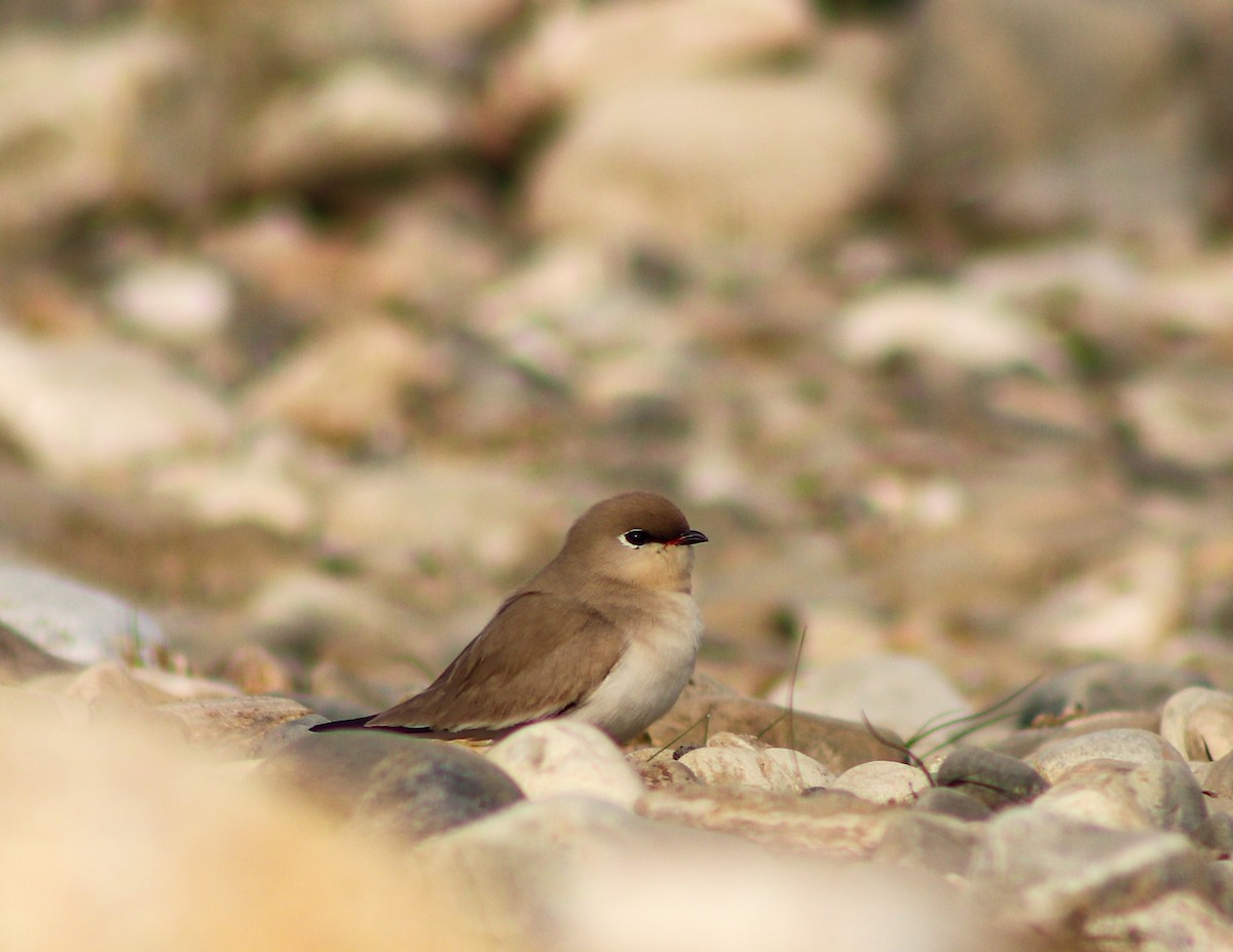 Small Pratincole - ML533845641