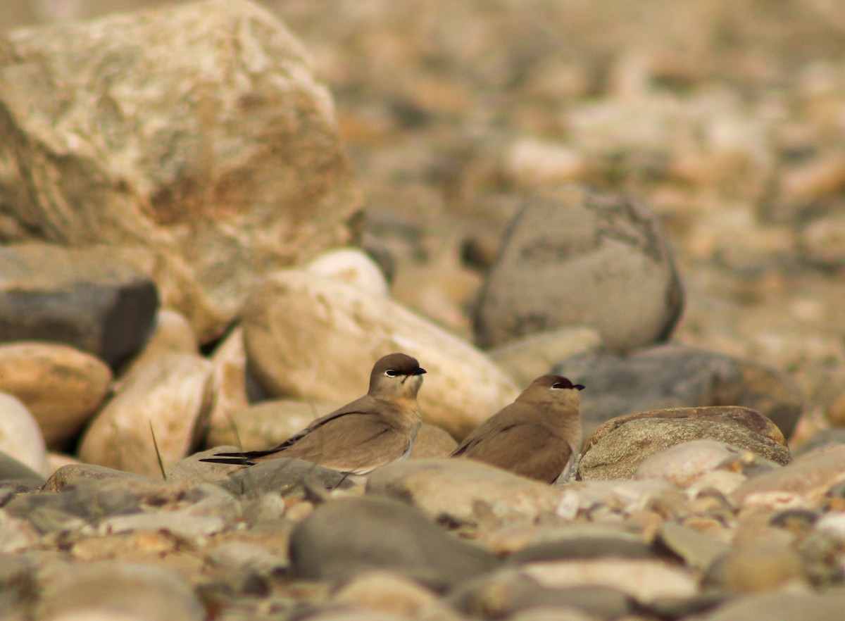 Small Pratincole - ML533845651