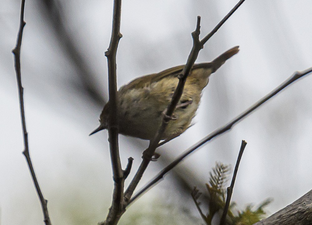 Tasmanian/Brown Thornbill - ML533845671