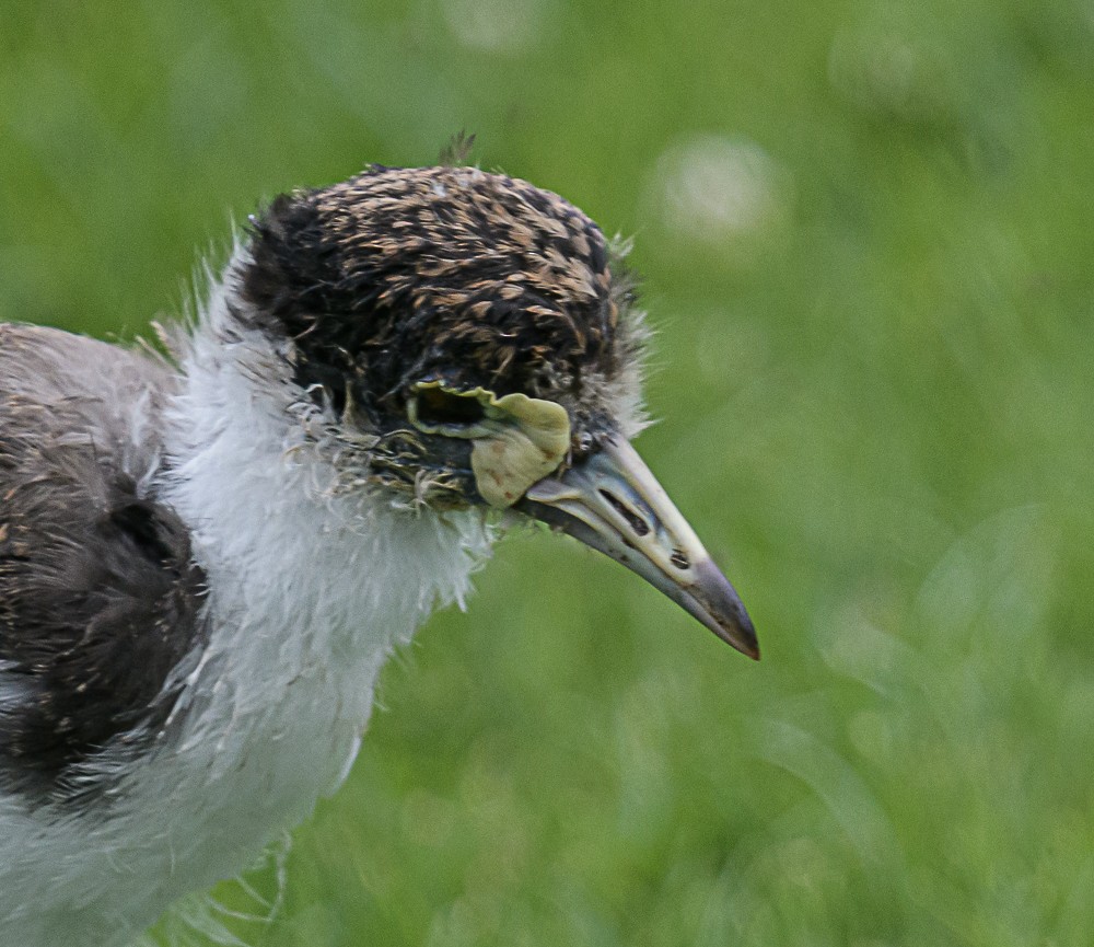 Masked Lapwing (Black-shouldered) - ML533845951