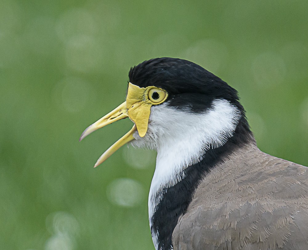 Masked Lapwing (Black-shouldered) - ML533845961