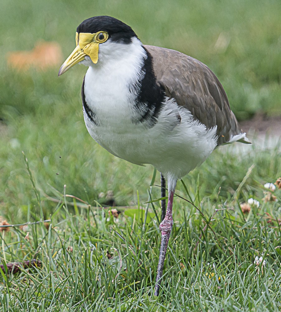 Masked Lapwing (Black-shouldered) - Bert Filemyr