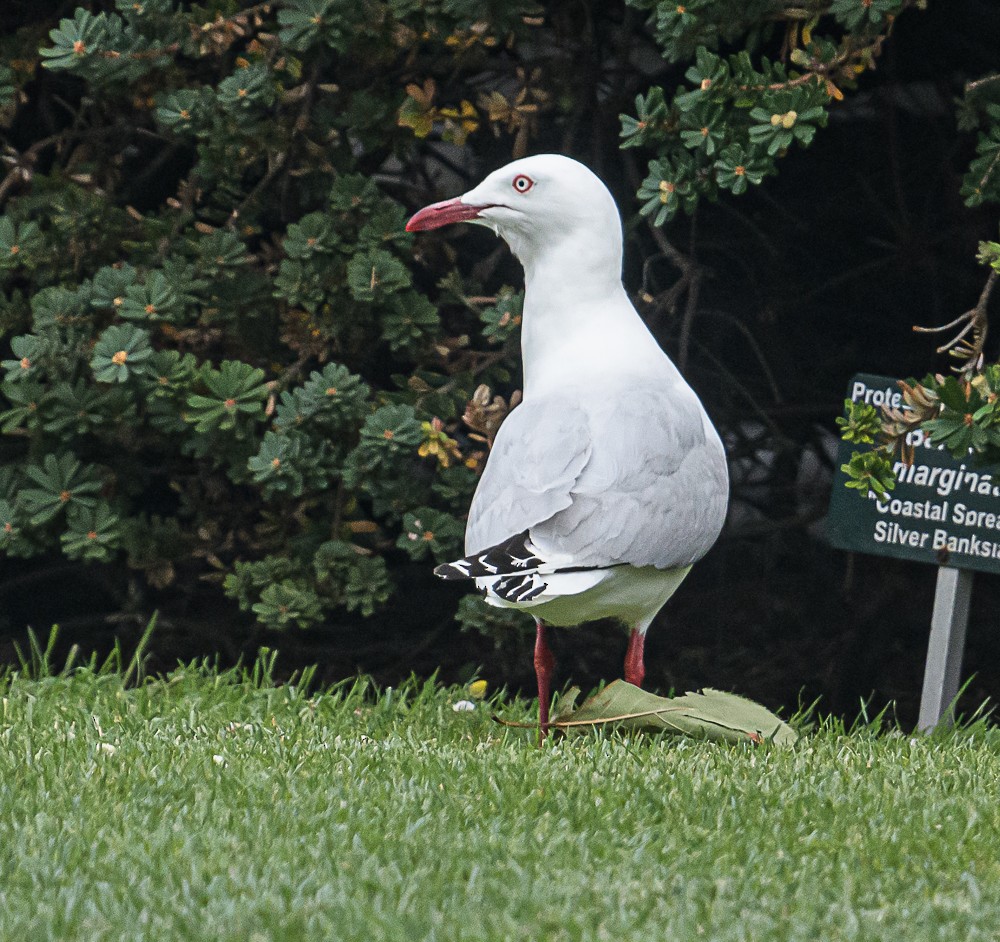 Silver Gull - ML533845981