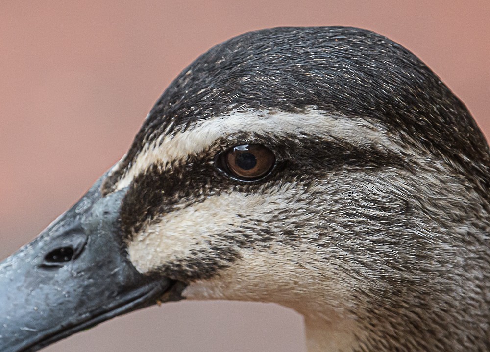 Hybride Canard colvert x C. à sourcils - ML533845991