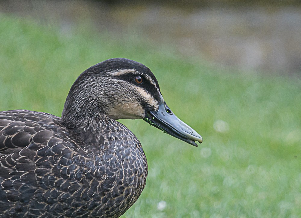 Mallard x Pacific Black Duck (hybrid) - ML533846001