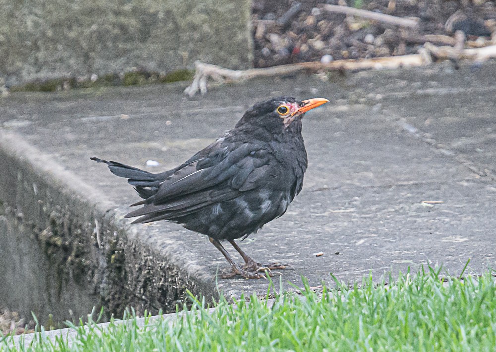 Eurasian Blackbird - ML533846201