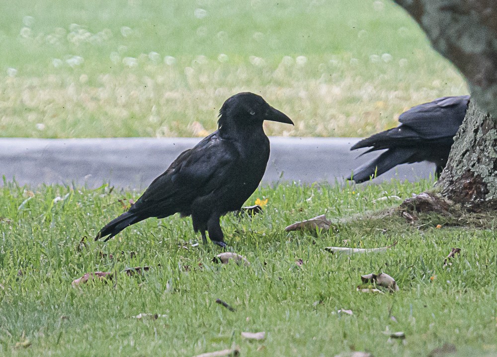 Corbeau de Tasmanie - ML533846231