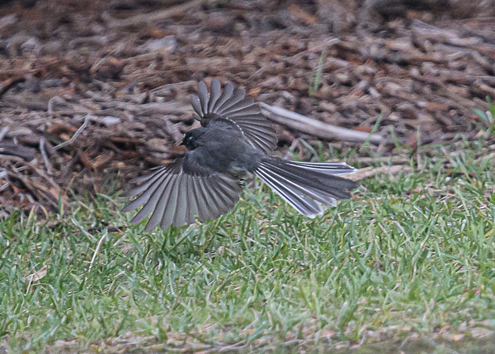 Gray Fantail - ML533846281