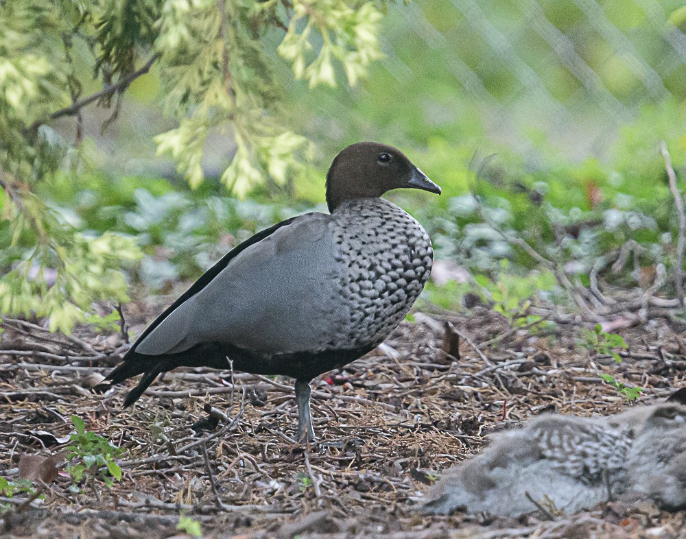 Maned Duck - ML533846301