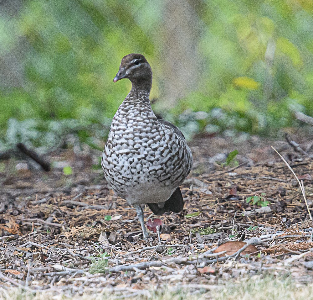 Maned Duck - ML533846311