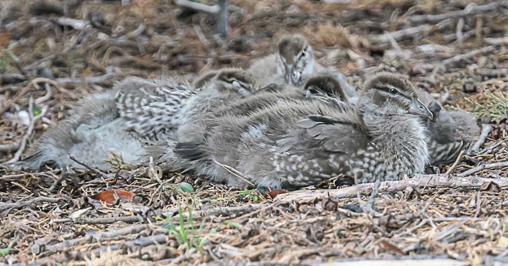 Maned Duck - ML533846321