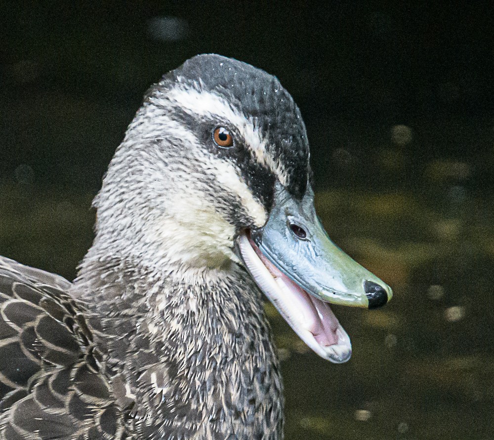 Mallard x Pacific Black Duck (hybrid) - ML533846341