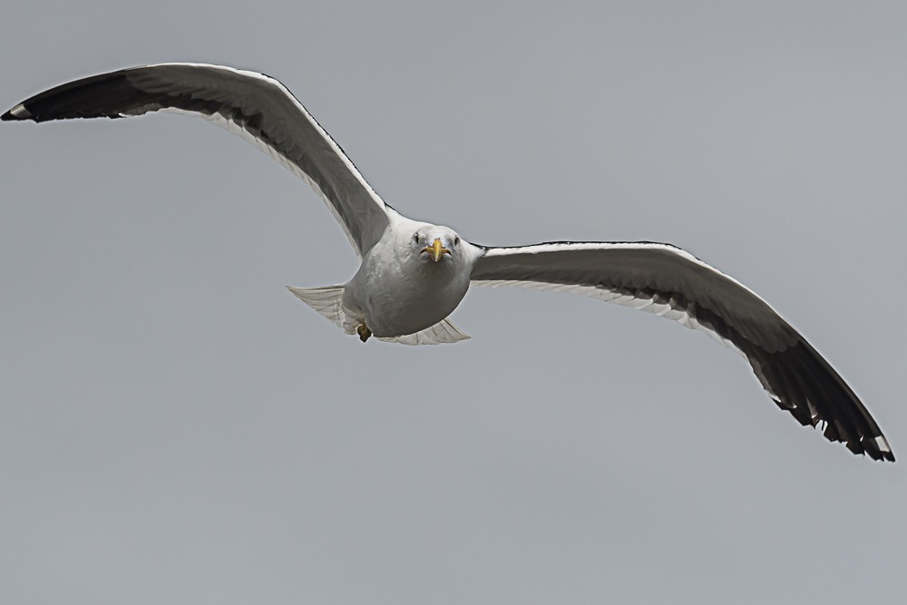 Kelp Gull - ML533846401