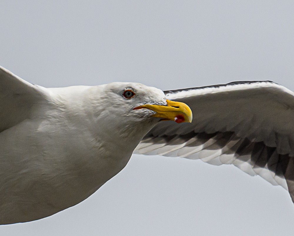 Kelp Gull - ML533846431