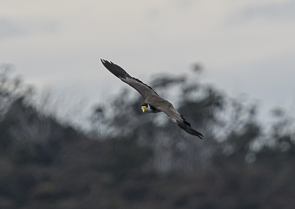 Masked Lapwing (Black-shouldered) - ML533846511