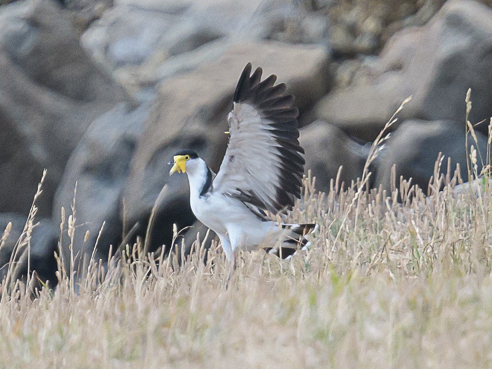 Masked Lapwing (Black-shouldered) - ML533846521