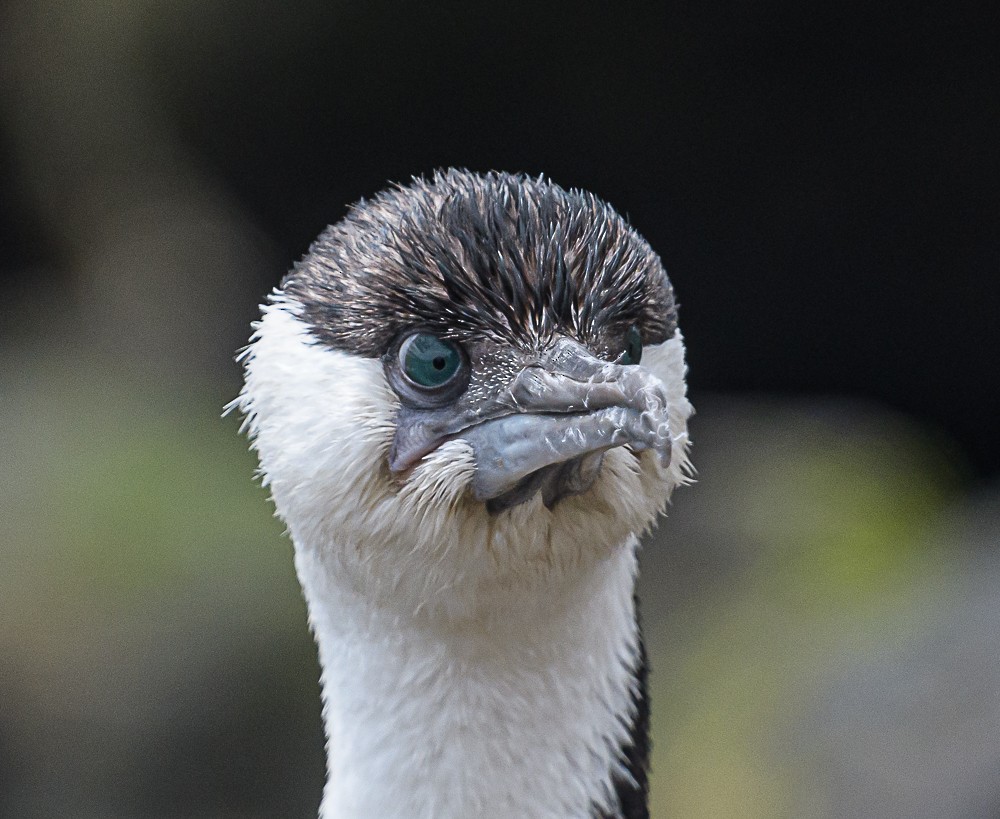 Black-faced Cormorant - ML533846591