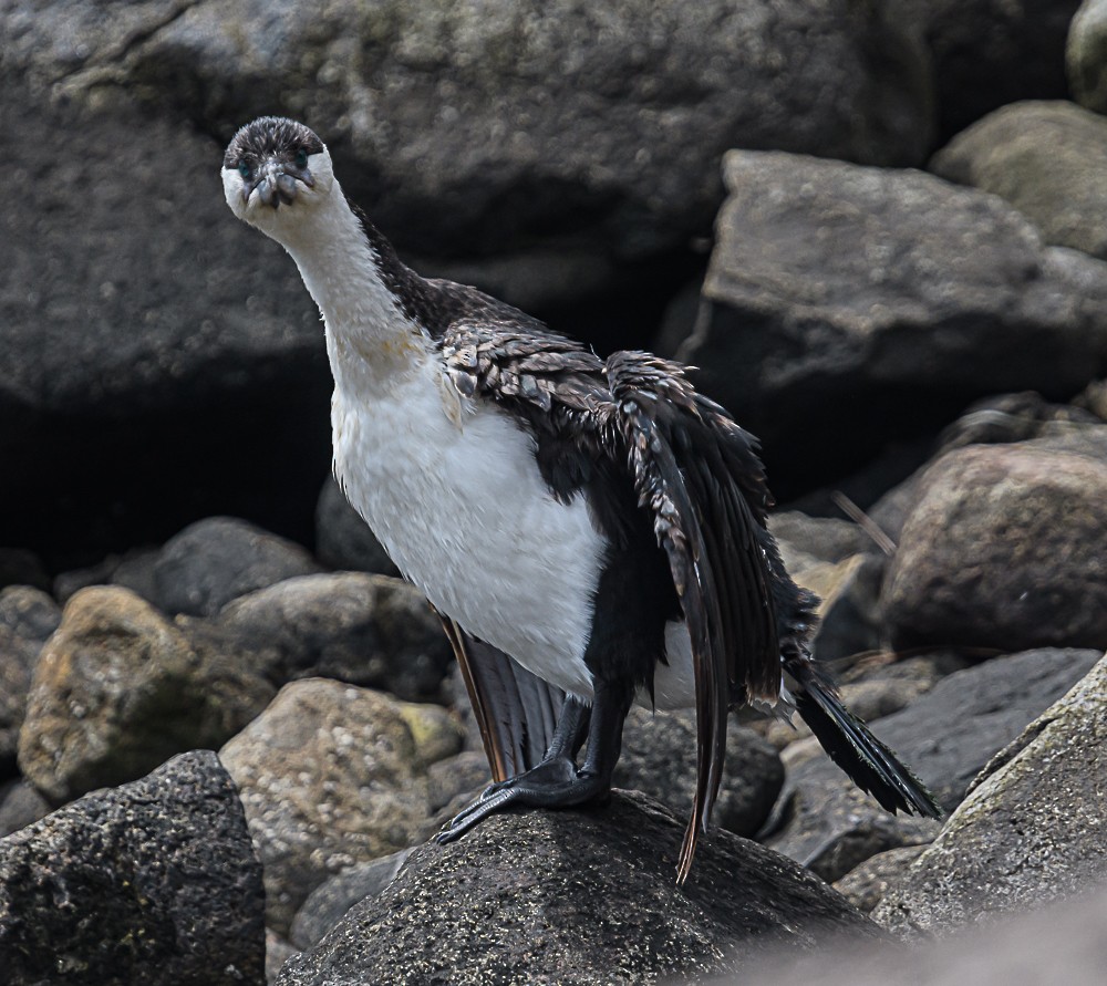 Black-faced Cormorant - ML533846601