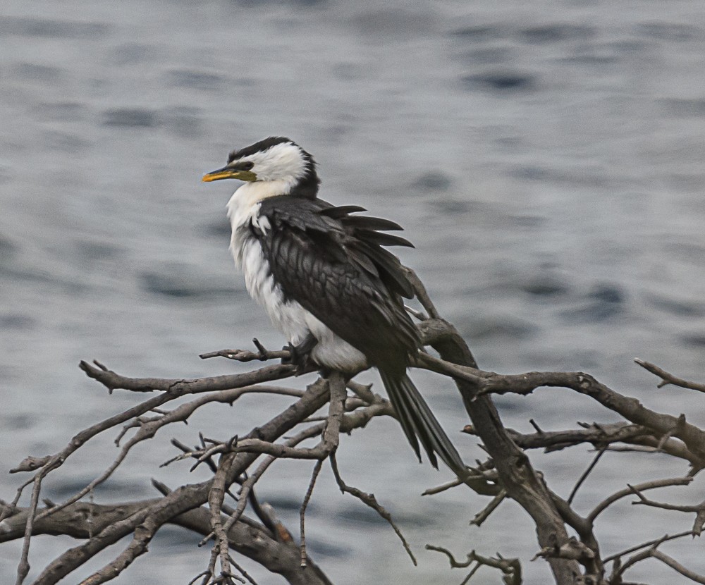 Little Pied Cormorant - ML533846651