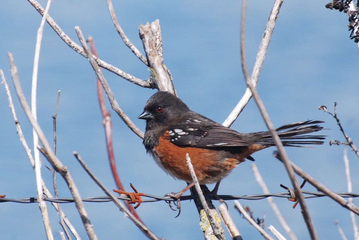 Spotted Towhee - ML53384771